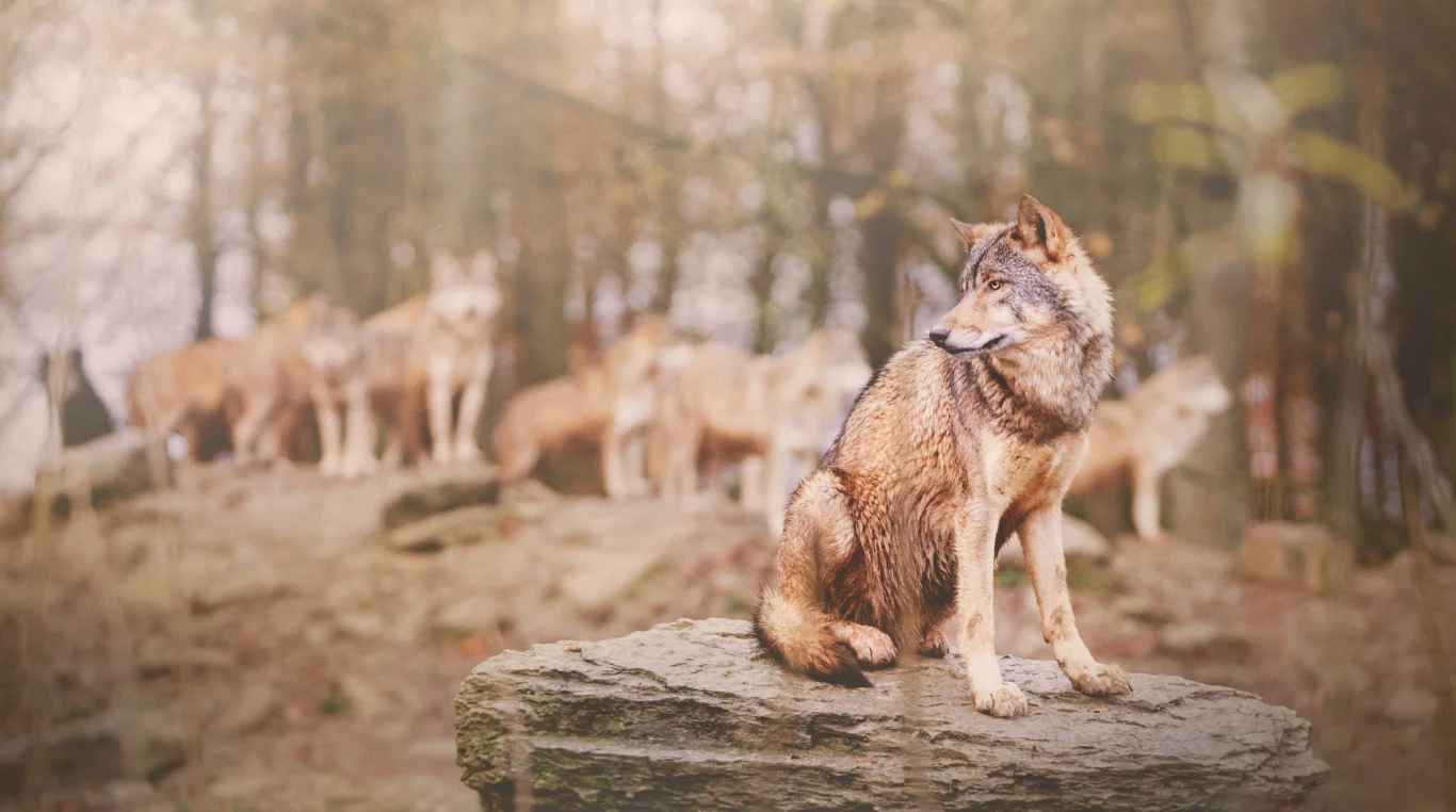 Wilki pojawiły się w tych miejscach Europy, w których ich dotąd nie było Wilk stoi na skale, wokół niego widoczna jest reszta stada w lesie. Tło jest rozmyte, skupiające uwagę na wilku na pierwszym planie.