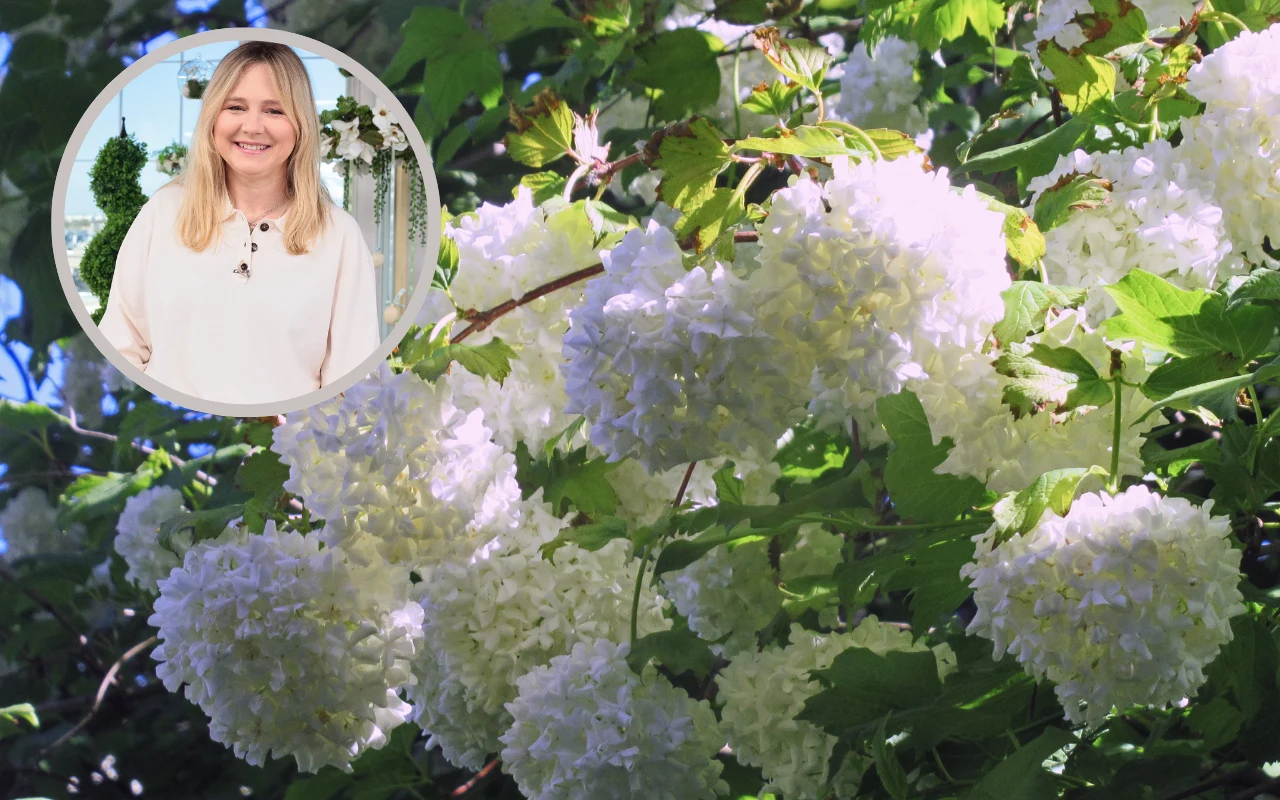 Kalina to lubiany przez Maję Popielarską krzew. Dlaczego warto mieć go w swoim ogrodzie?