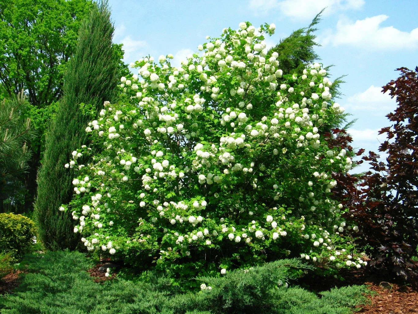 Niektóre odmiany kaliny osiągają nawet 2-3 m wysokości, zachwycając swoimi dużymi kwiatostanami.