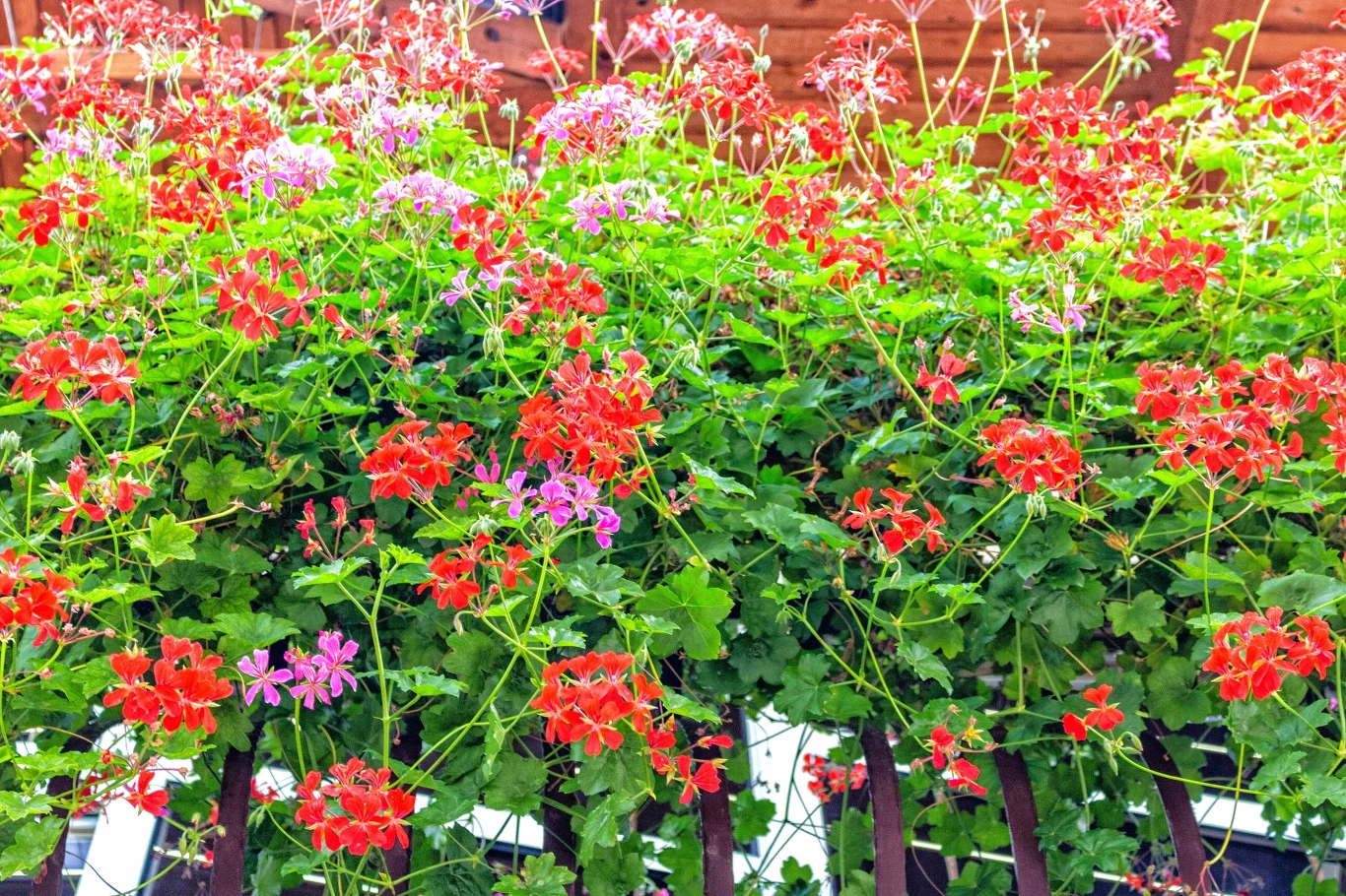 Kwiaty wiszą w kolorowym ogrodzie, dominują czerwone i różowe pelargonie, zielone liście kontrastują z drewnianym płotem w tle.