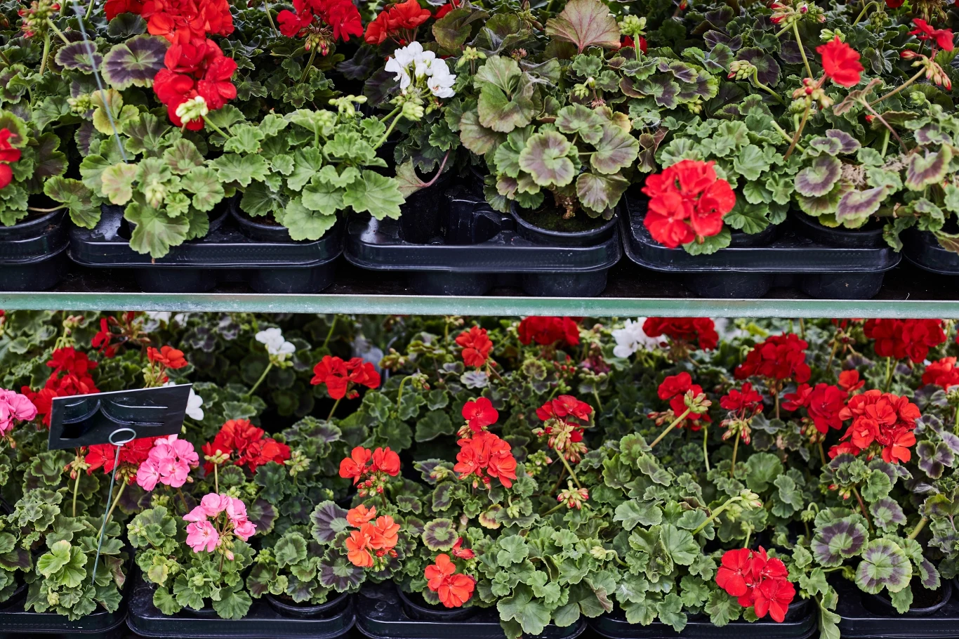 Donice pełne pelargonii o intensywnie czerwonych i różowych kwiatach, ustawione na półkach w ogrodniczym sklepie. Liście roślin są zielone z ciemniejszymi plamkami, tworząc kontrast z jasnymi kwiatami.