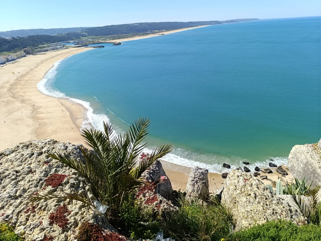 Miradouro do Suberco - Nazaré Widok z klifu na szeroką, piaszczystą plażę i turkusowe wody oceanu. Rośliny wdzierające się z klifu stanowią naturalne obramowanie dla krajobrazu, a w oddali widać linię brzegową rozciągającą się aż po horyzont.
