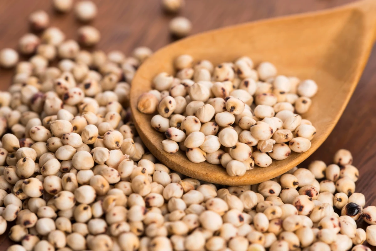 Sorgo jest zbożem bezglutenowym. Co jeszcze warto o nim wiedzieć? Sorgo jest zbożem bezglutenowym. Co jeszcze warto o nim wiedzieć?