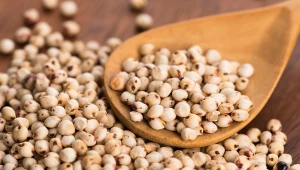 Sorgo jest zbożem bezglutenowym. Co jeszcze warto o nim wiedzieć? 