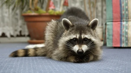 Szop pracz, mimo swojego uroku i inteligencji, stanowi poważne zagrożenie dla rodzimej przyrody