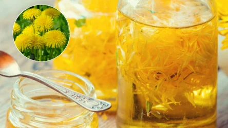 Syrop z mniszka lekarskiego to bomba witaminowa. Możesz z niego także zrobić napar, ale uważaj na pomyłkę, bo łatwo pomylić to z trującym mleczek