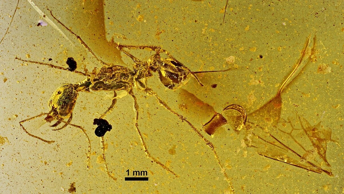Skamieniały owad uchwycony w bryłce bursztynu, z dobrze widocznymi szczegółami strukturalnymi jego ciała. Skala 1 mm umieszczona obok pomaga w orientacji co do wielkości owada.