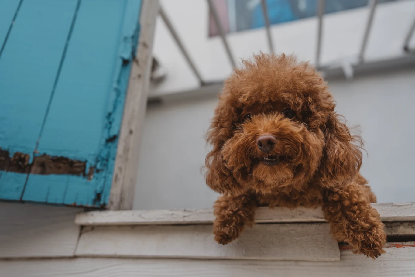 Brązowy, kręcony piesek o puszystej sierści patrzy z zainteresowaniem przez okno. Na pierwszym planie widać psa opierającego się o parapet, a w tle niebieskie okiennice.