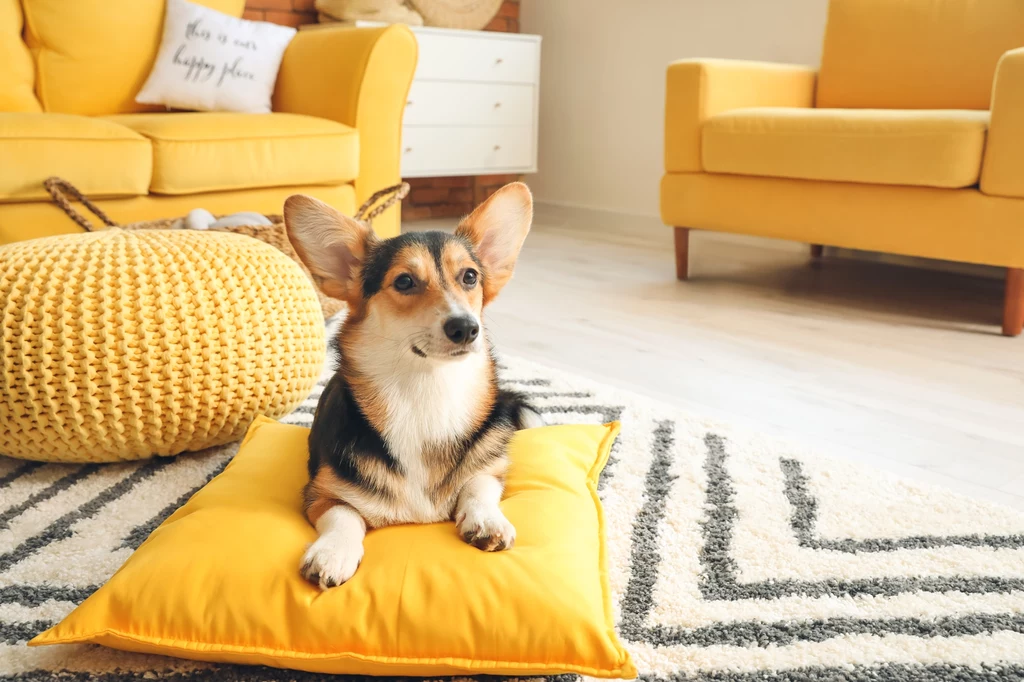 Psy analizują wszystko, co mówimy i wyciągają z tego wnioski Pies rasy Corgi leży na żółtej poduszce w jasnym, nowoczesnym salonie z żółtymi meblami. W tle widoczna kanapa, fotel i pleciona pufa, tworzące przytulną atmosferę pomieszczenia.