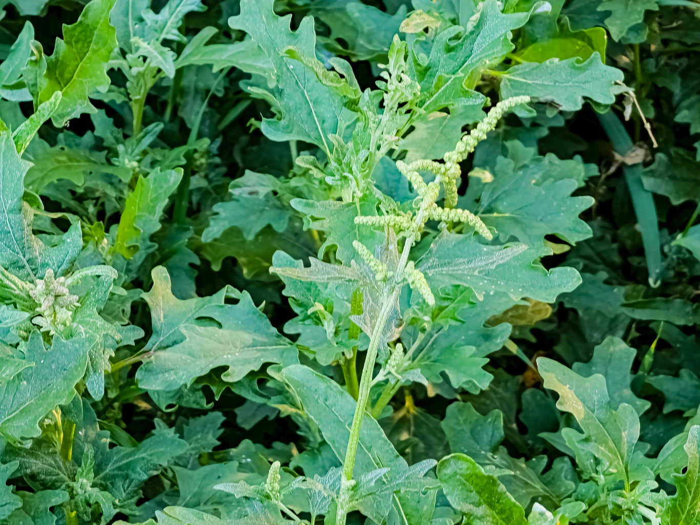 Lebiodę znajdziemy na łąkach. Można też posiać ją w ogródku.