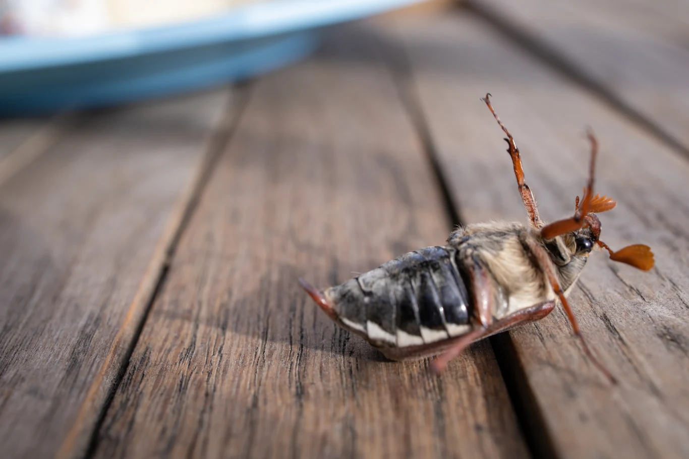 Chrabąszcz majowy budzi o ludzi spory lęk. To wielki owad Chrząszcz leżący na plecach na drewnianej powierzchni, w tle widoczny rozmyty niebieski talerz.