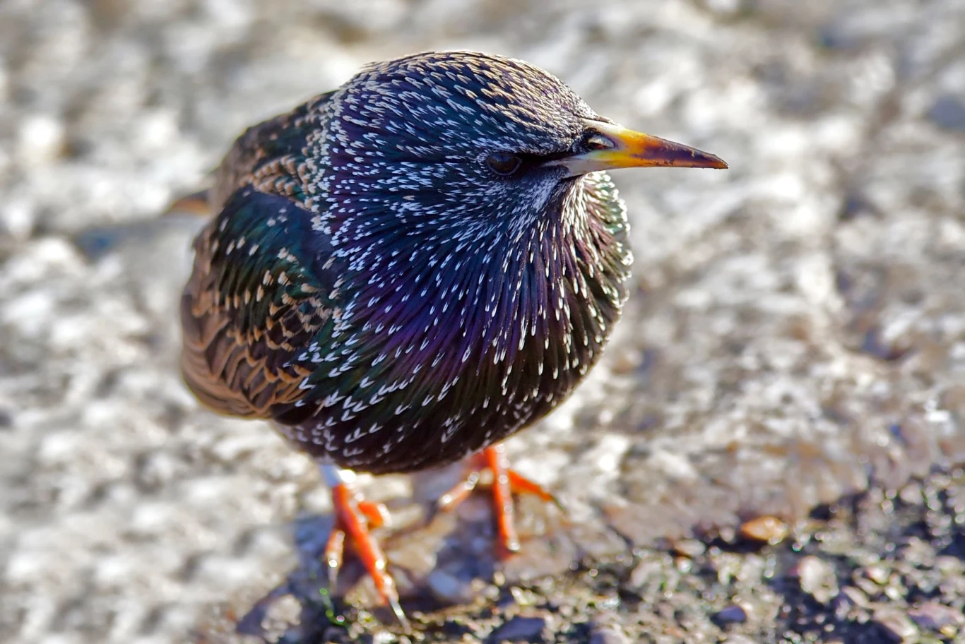 Pióra szpaka przy bliższym przyjrzeniu mienią się odcieniami niebieskiego, fioletu i zieleni Kolorowy szpak z widocznymi, mieniącymi się na słońcu piórami stoi na podłożu o chropowatej fakturze.