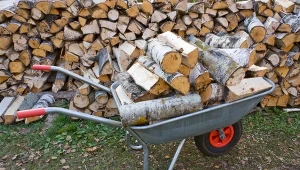 Ile kosztuje drewno opałowe? Ceny za kubik zależą od gatunku.
