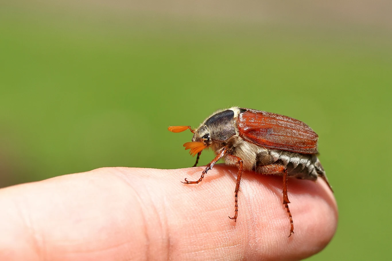 Chrabąszcz majowy nadlatuje z głośnym buczeniem Chrabąszcz majowy siedzący na ludzkim palcu z wyraźnie widocznymi detalami ciała, takimi jak czułki i nogi. Tło rozmyte, jednolite w zielonym odcieniu, co podkreśla główny obiekt zdjęcia.