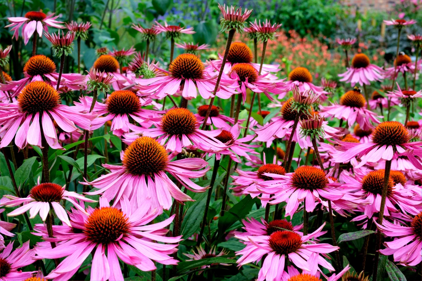 Echinacea purpurowa w pełnym rozkwicie w ogrodzie, różowe płatki i ciemne środki tworzą barwny dywan kwiatów, w tle zielone liście i błękit nieba.