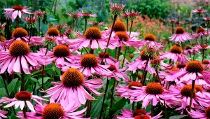 Imponujące kwiaty zdobią ogród do późnej jesieni. Motyle je uwielbiają