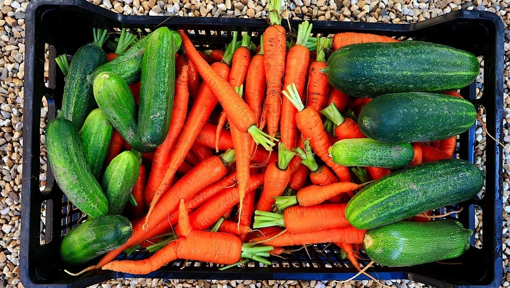 Koszyk z warzywami pełen świeżych, pomarańczowych marchewek oraz zielonych ogórków, leżących na sobie. Tło stanowi żwir. Wszystkie warzywa są ułożone w schludny sposób, ukazując ich świeżość i doskonały stan.