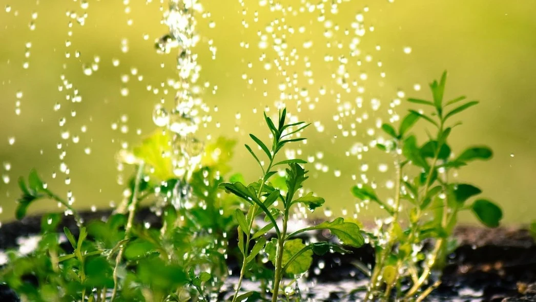 Młode rośliny polane wodą, krople błyszczą w słońcu na tle rozmytej zielonej trawy.