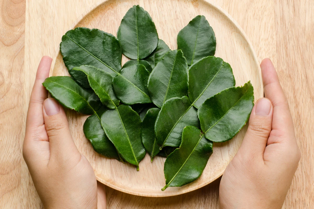 Liście limonki kaffir są lubiane i cenione ze względu na niezwykły smak i aromat, który odczarowuje dania