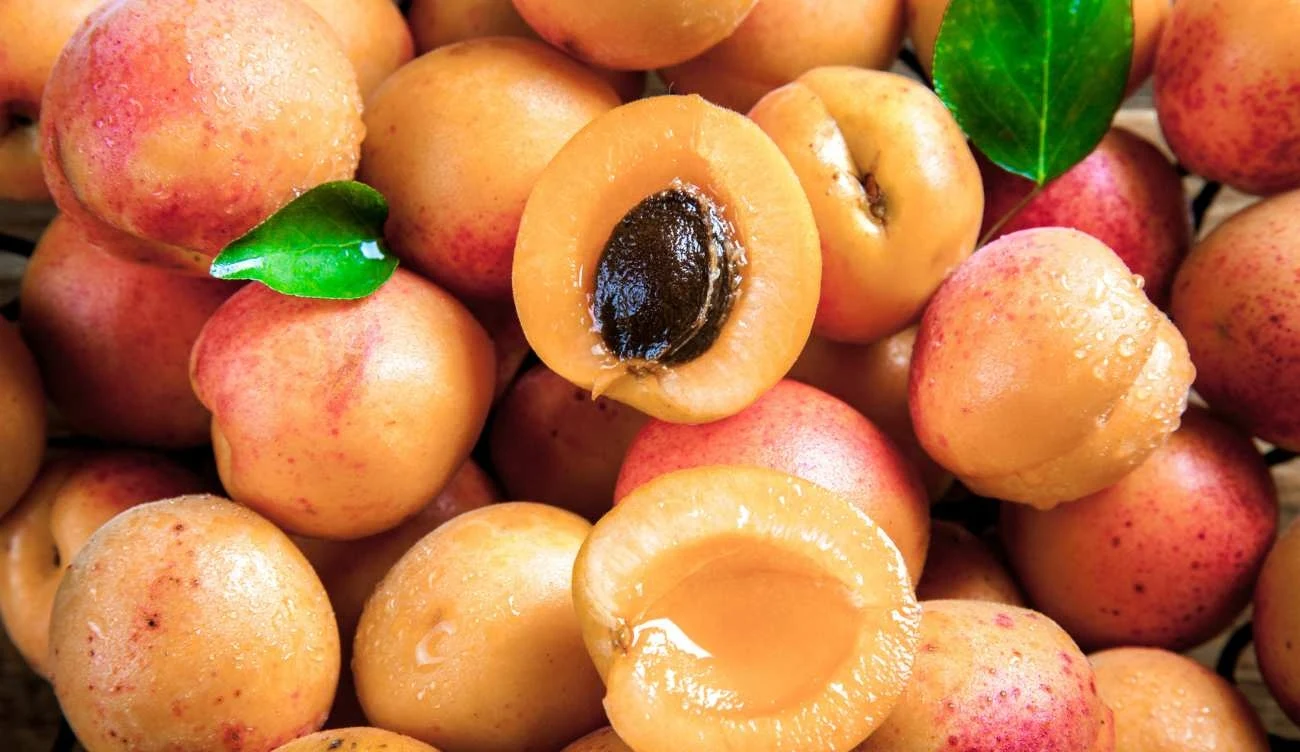 Czy warto jeść pestki moreli?