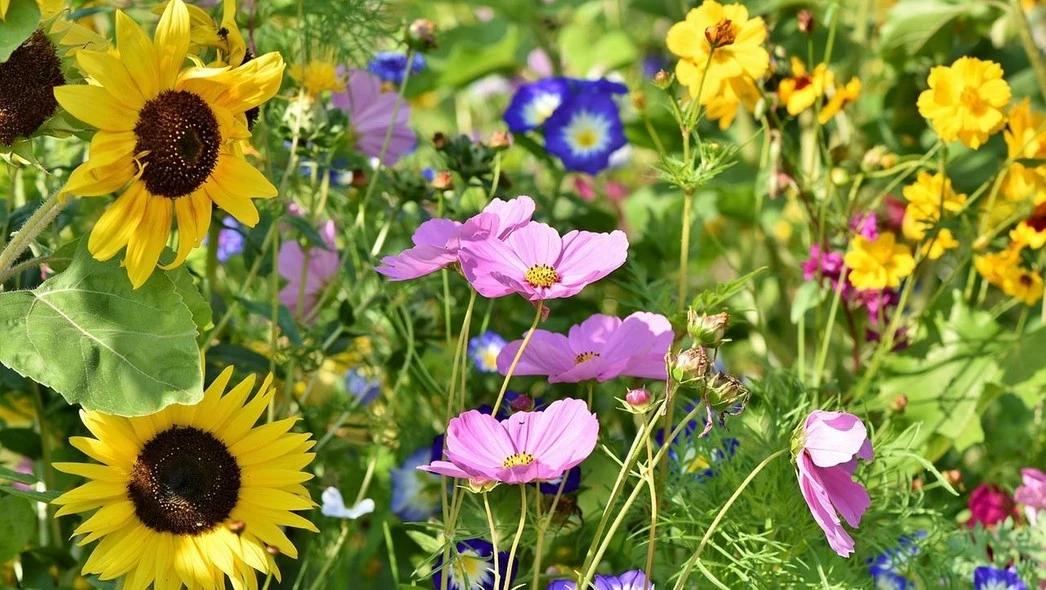 Kolorowy ogród pełen różnorodnych kwiatów, w tym żółtych słoneczników, różowych kosmosów i niebieskich powojników, tworzący żywy i harmonijny krajobraz letni.