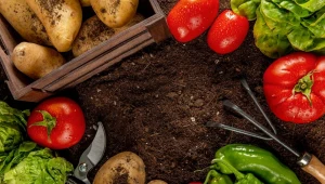 Zbadali warzywa z ogródków działkowych. Pestycydy to dopiero początek