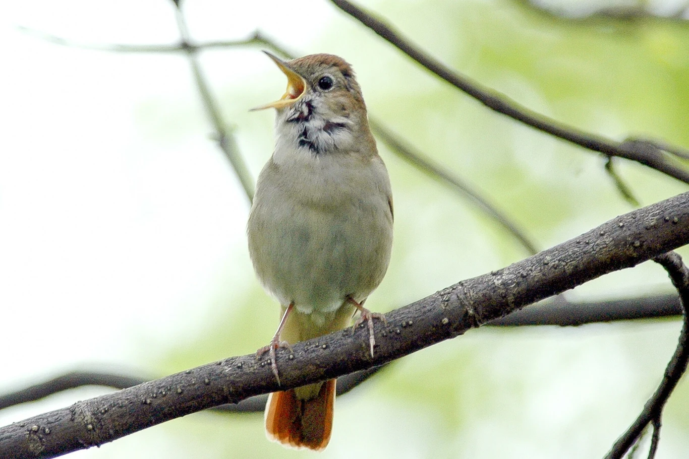 Podziwiane za trele słowiki przez rok słuchają piosenek innych osobników, zanim zaczną śpiewać Ptak siedzący na gałęzi drzewa, z szeroko otwartym dziobem jakby śpiewał, na tle rozmytych liści w odcieniach zieleni.