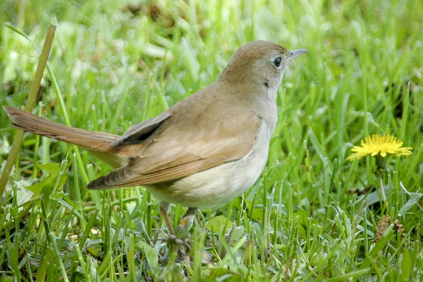 Słowiki wplatają w swoje piosenki pojedyncze elementy zaczerpnięte od innych gatunków