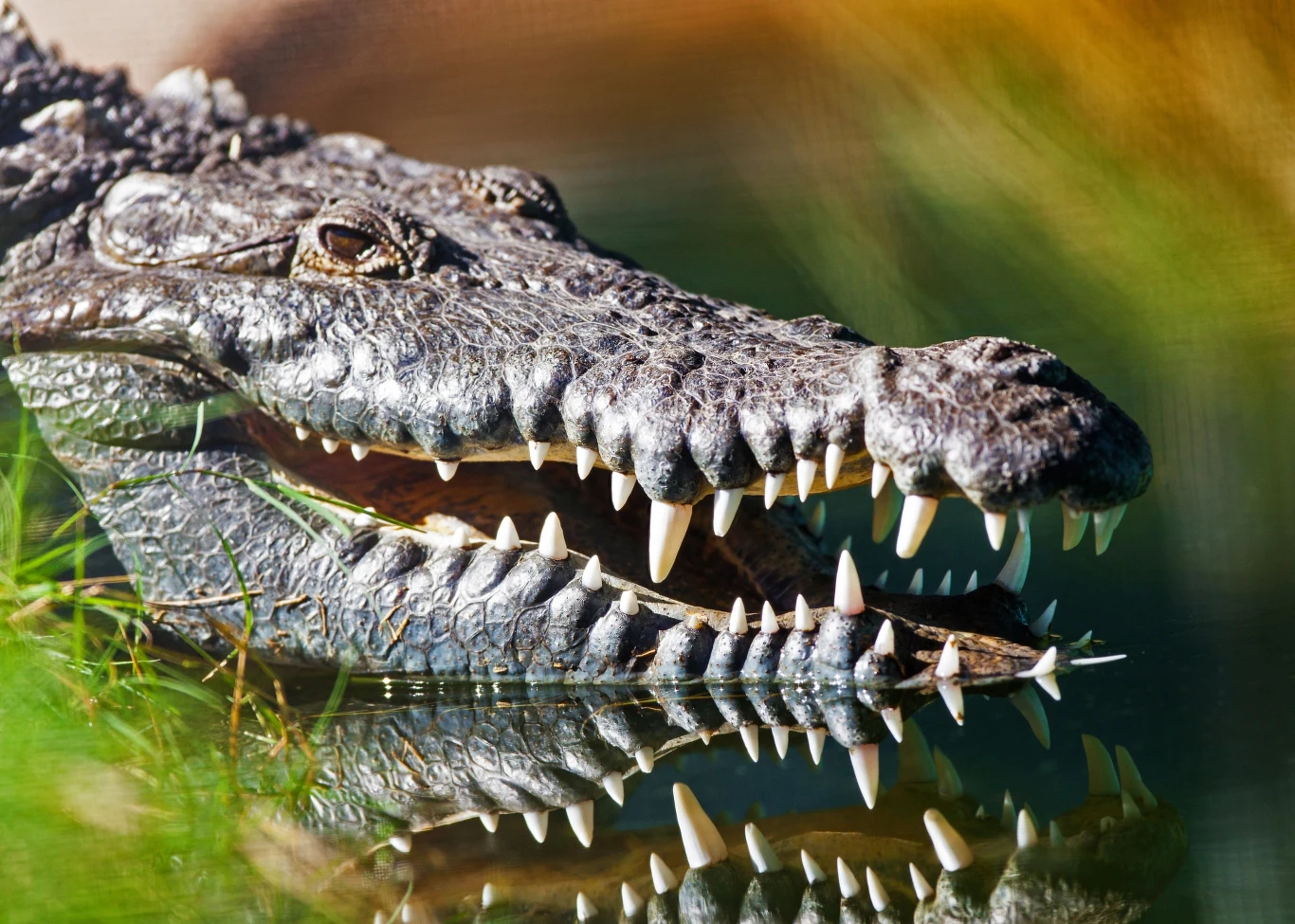 Krokodyl z szeroko rozchylonym pyskiem nad wodą, jego zęby są wyraźnie widoczne, a na powierzchni wody odbija się jego głowa. Tło jest nieostre, co skupia uwagę na głównym obiekcie.