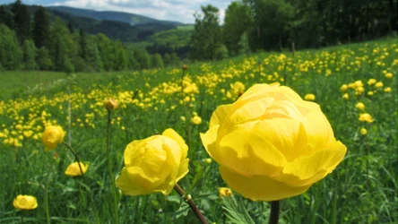 Jaką symbolikę ma Róża Kłodzka? Spotkasz ją na sudeckich łąkach