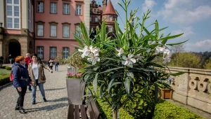 Mówią, że to jeden z najpiękniejszych zamków w Polsce. Na majówkę przygotowano specjalne atrakcje 