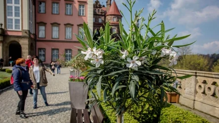 Zamek Książ zaprasza na majówkę pełną kolorów i kwiatów. Od 30 kwietnia do 4 maja odbędzie się tam XXXV Festiwal Kwiatów i Sztuki.