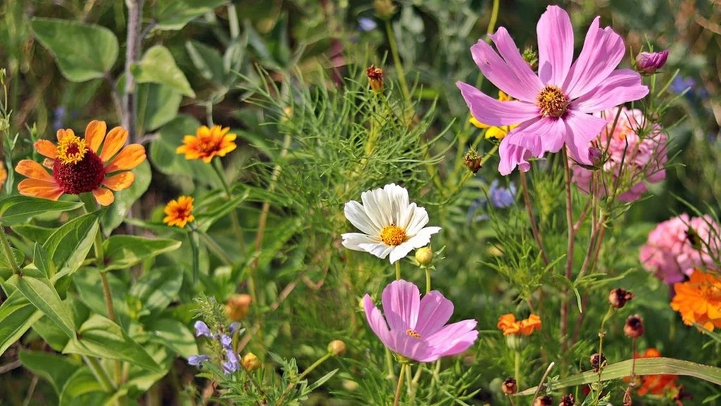 Fot.pixabay.com/NoName_13 Kolorowe kwiaty w ogrodzie, w tym różowe, pomarańczowe i białe, otoczone gęstą zielenią. Przyroda w pełnym rozkwicie, tworząca harmonijną kompozycję barw i form.