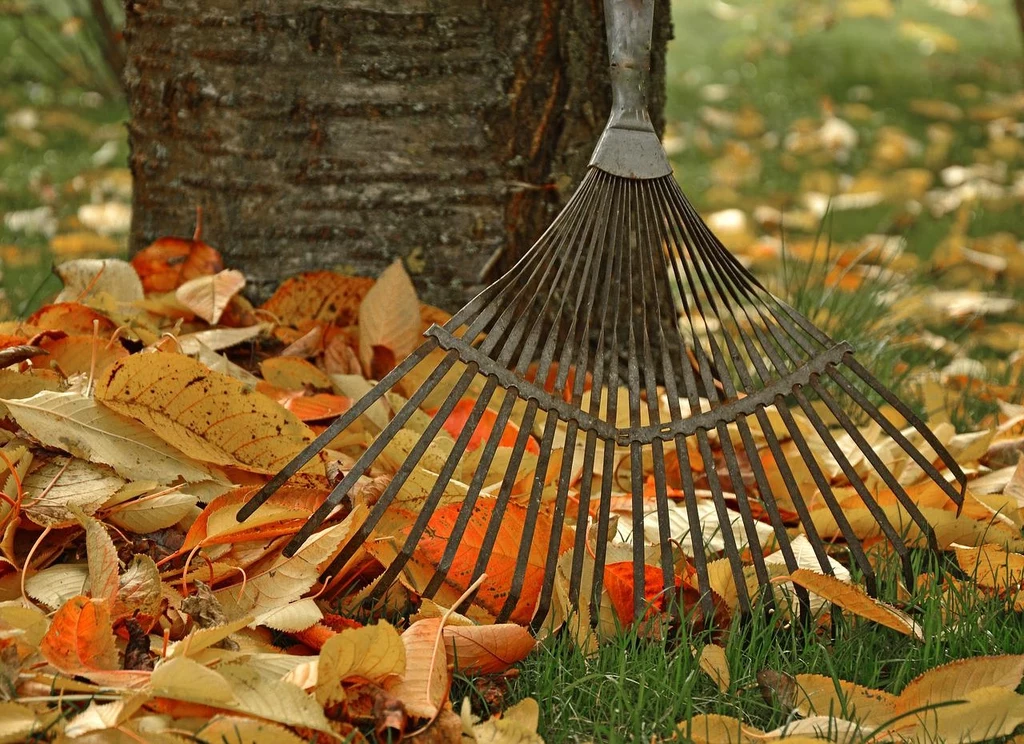 Fot.: pixabay.com/ Peggychoucair