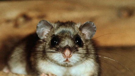 Popielica szara (łac. Glis glis) to największy przedstawiciel pilchowatych w Polsce