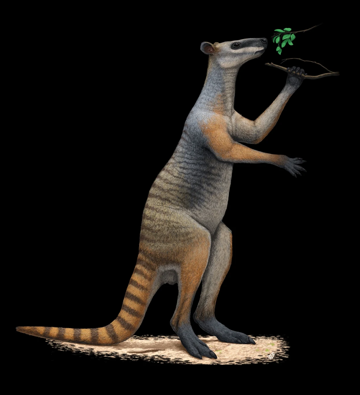 Stylizowana ilustracja wymarłego torbacza, Diprotodona, z zielonym listkiem w pysku, na ciemnym tle.