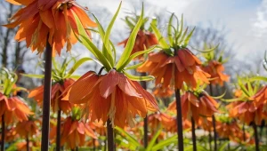 Krety nienawidzą tej rośliny. Skutecznie je odstrasza, a do tego obłędnie wygląda