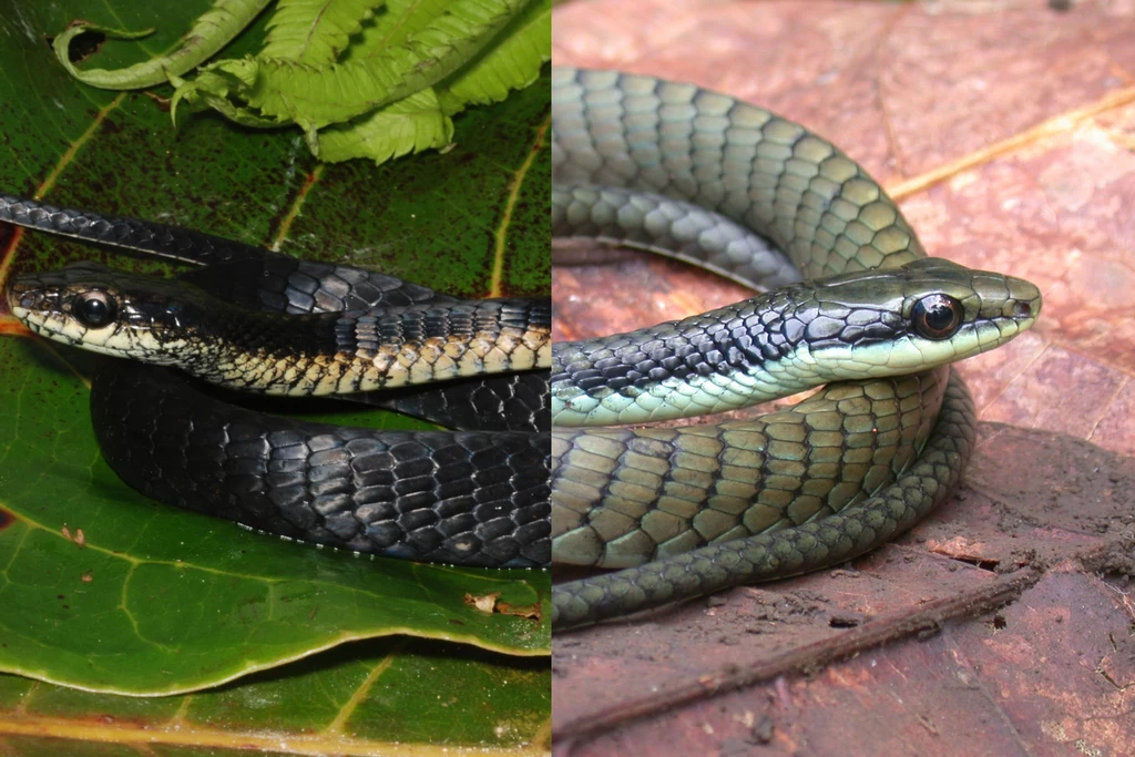 Dendrelaphis roseni i D. melanarkys Dwa węże leżą obok siebie na liściach w naturalnym środowisku. Jeden z nich jest ciemniejszy o czarno-białym wzorze, a drugi ma zielonkawe łuski i jest jaśniejszy. Kontrastowe ubarwienie przyciąga uwagę.