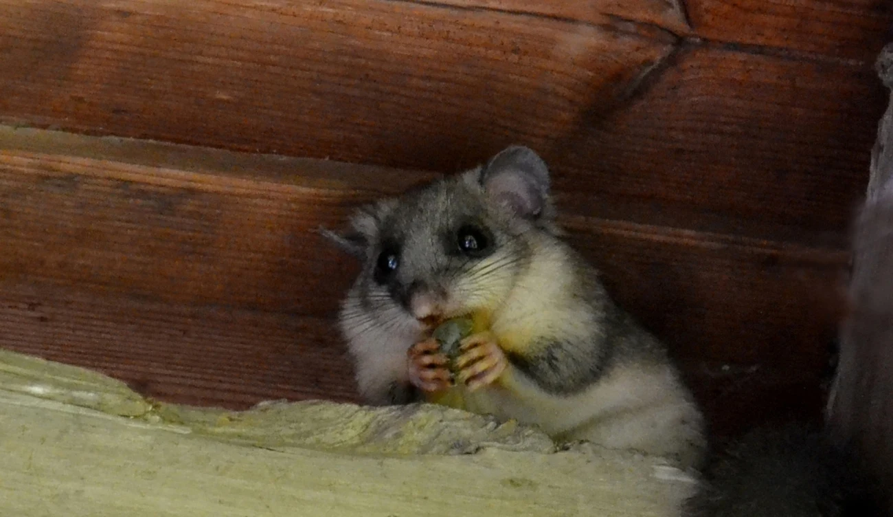 Podstawą diety popielicy szarej (łac. Glis glis) są owoce i nasiona drzew /CanvaPro