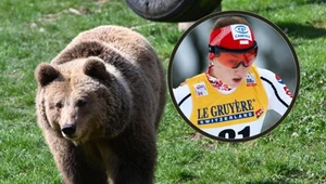 Niedźwiedź na szlaku w paśmie Beskidu Wyspowego. Zauważyła go Urszula Łętocha-Garbień