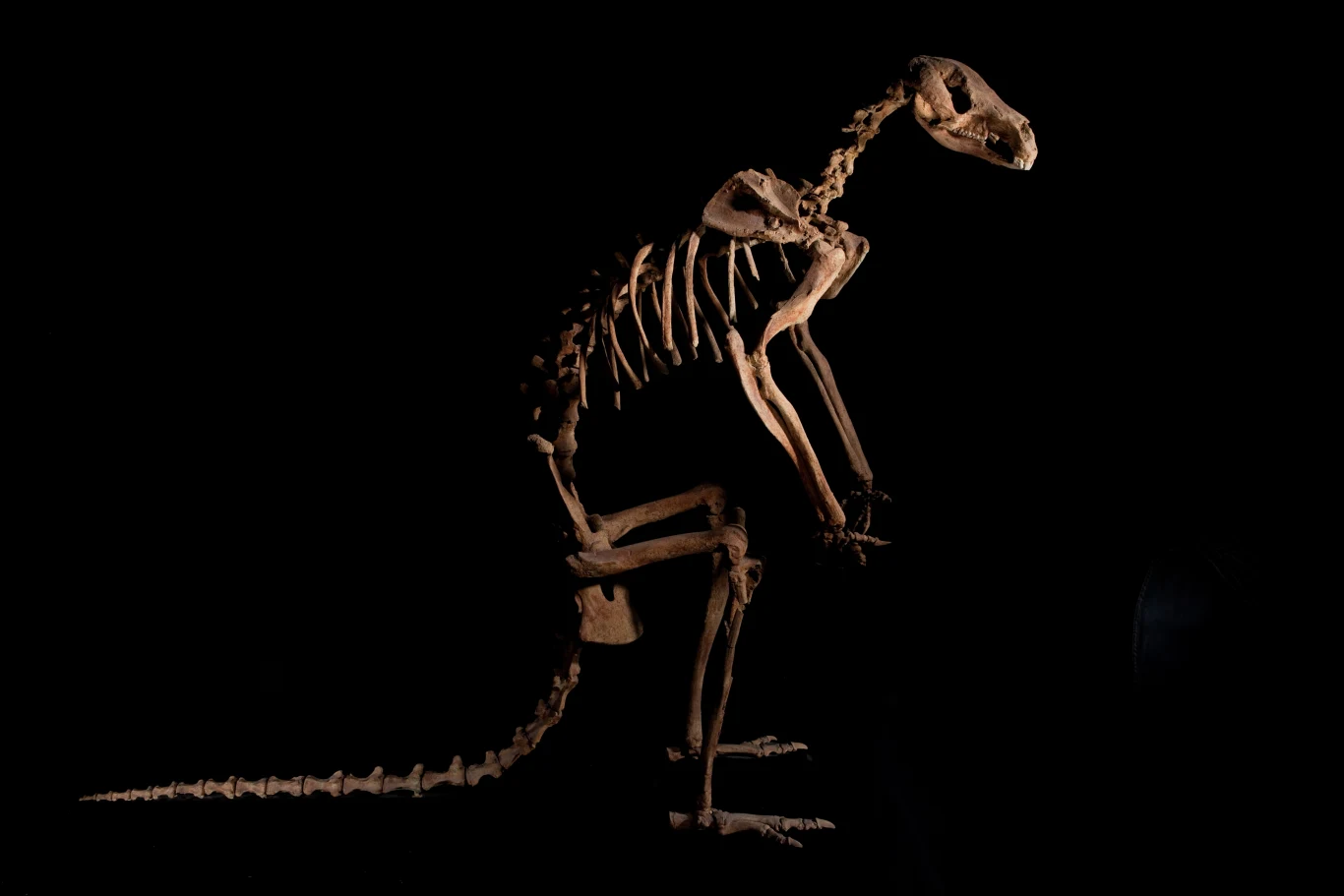 Szkielet dinozaura ustawiony w pozycji stojącej na ciemnym tle, wszystkie kości dobrze zachowane, widoczna długa szyja i ogon.