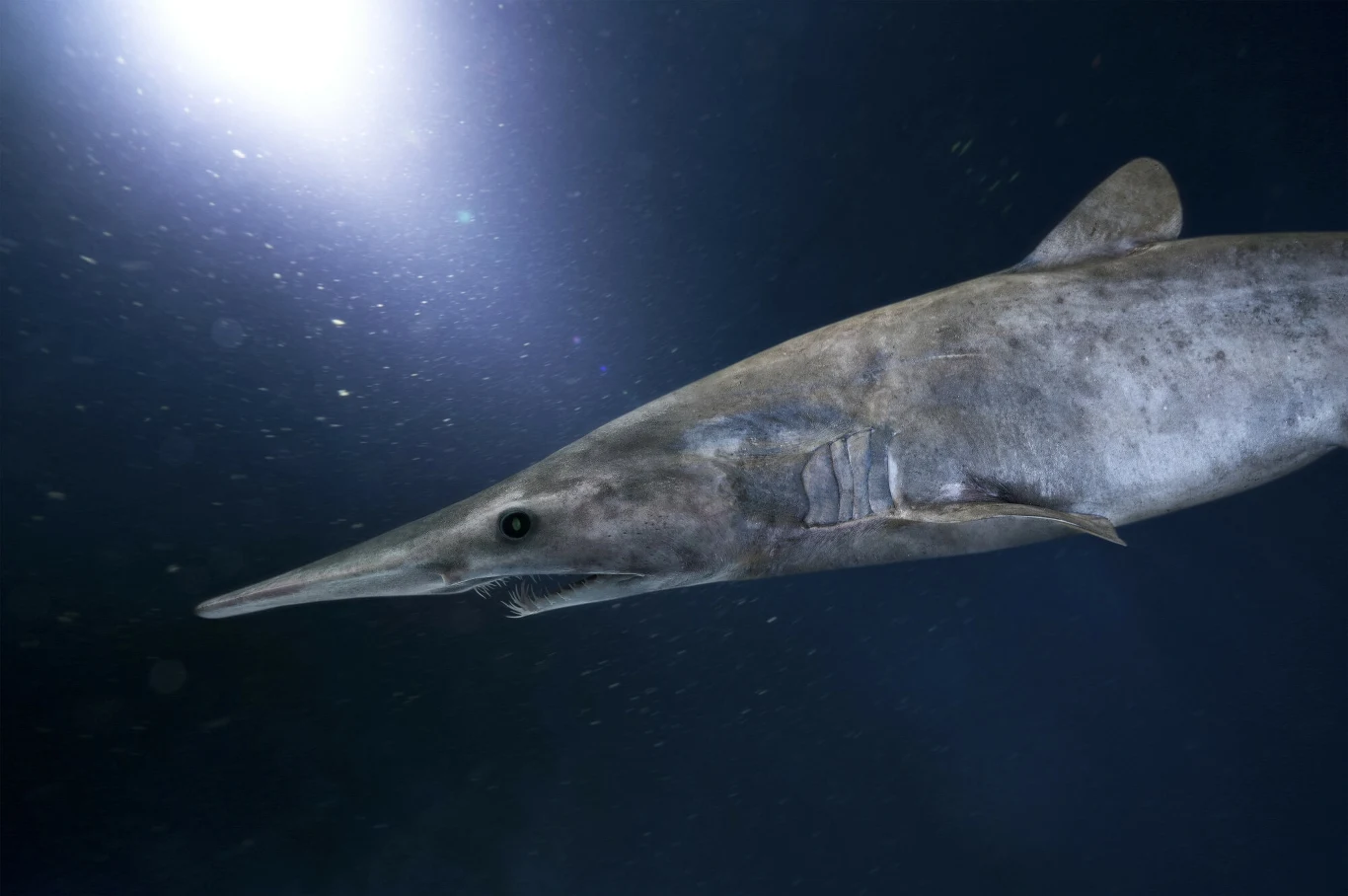 Rekin goblin ukazany w ciemnym oceanie, podkreślony światłem z góry, uwidaczniający jego długą, zakrzywioną szczękę.