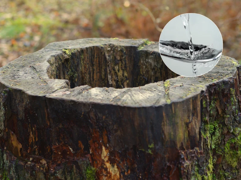 Możesz sobie ułatwić usunięcie starego pnia drzewa stosując produkty prosto z kuchennej szafki Możesz sobie ułatwić usunięcie starego pnia drzewa stosując produkty prosto z kuchennej szafki