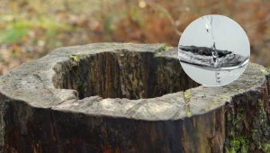 Zamiast do sałatki, wlej trochę do pnia drzewa. Pozbędziesz się go bez koparki