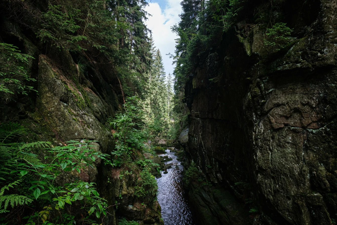 W Karkonoszach wyróżniamy 5 pięter roślinnych, związanych z wysokością nad poziomem morza Wąska dolina otoczona wysokimi skałami i gęstym lasem, przez którą przepływa wąski strumień. Widoczne są bujne zielone rośliny oraz wysokie drzewa, tworzące spokojną, naturalną atmosferę.
