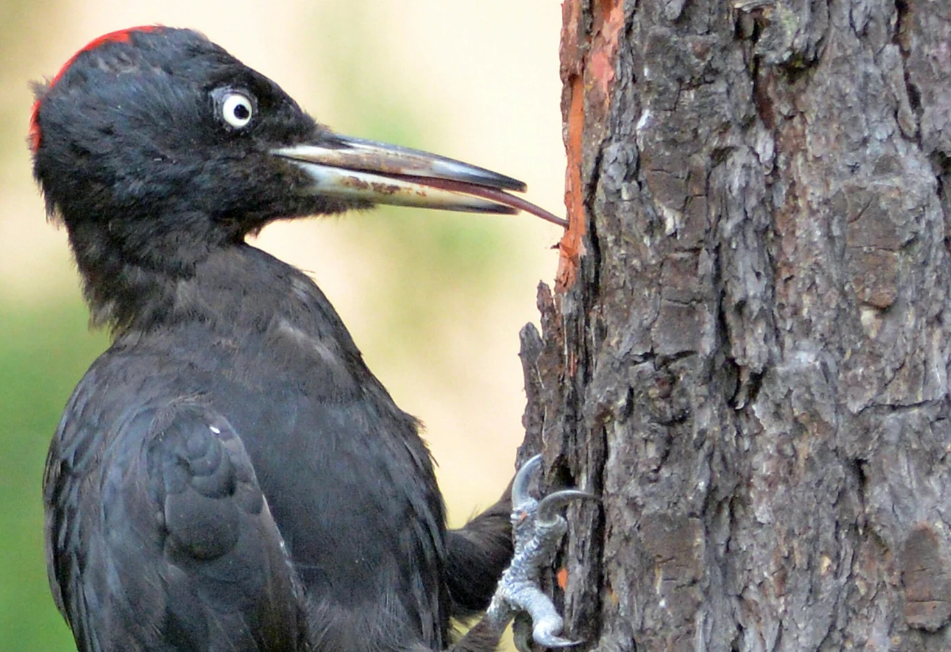 Dzięcioł czarny występuje w Karkonoszach. Podlega na tym obszarze szczególnej ochronie Dzięcioł czarny siedzi na drzewie, jego dziób wbija się w korę. Ptak ma wyraziste czarne upierzenie i charakterystyczną czerwoną plamkę na głowie. Tło jest rozmyte, co podkreśla główny element zdjęcia.