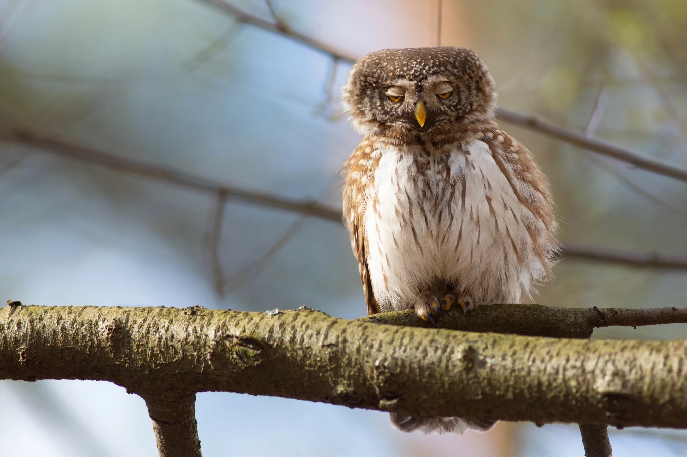 Sóweczka jest objęta ochroną ścisłą