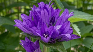 Posadź tę roślinę, a będzie kwitła latami. Zamieni ogród w fioletowy gaj