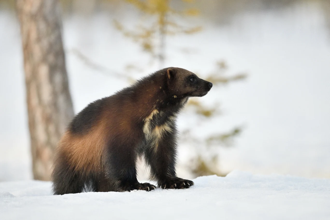 Rosomak jest największym przedstawicielem łasicowatych. Waży nawet kilkanaście kilogramów. Rosomak na śniegu w Finlandii