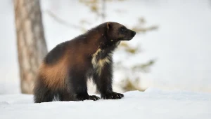 Ten wojownik trzęsie całym lasem. Nawet wilki i niedźwiedzie się go boją 